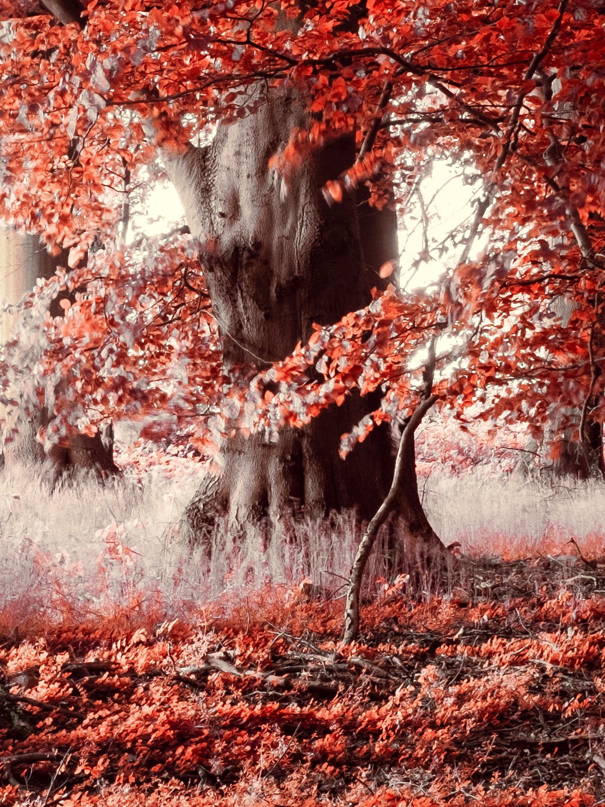 Realm of Enchanted Shadows: A Fairytale Infrared Oasis