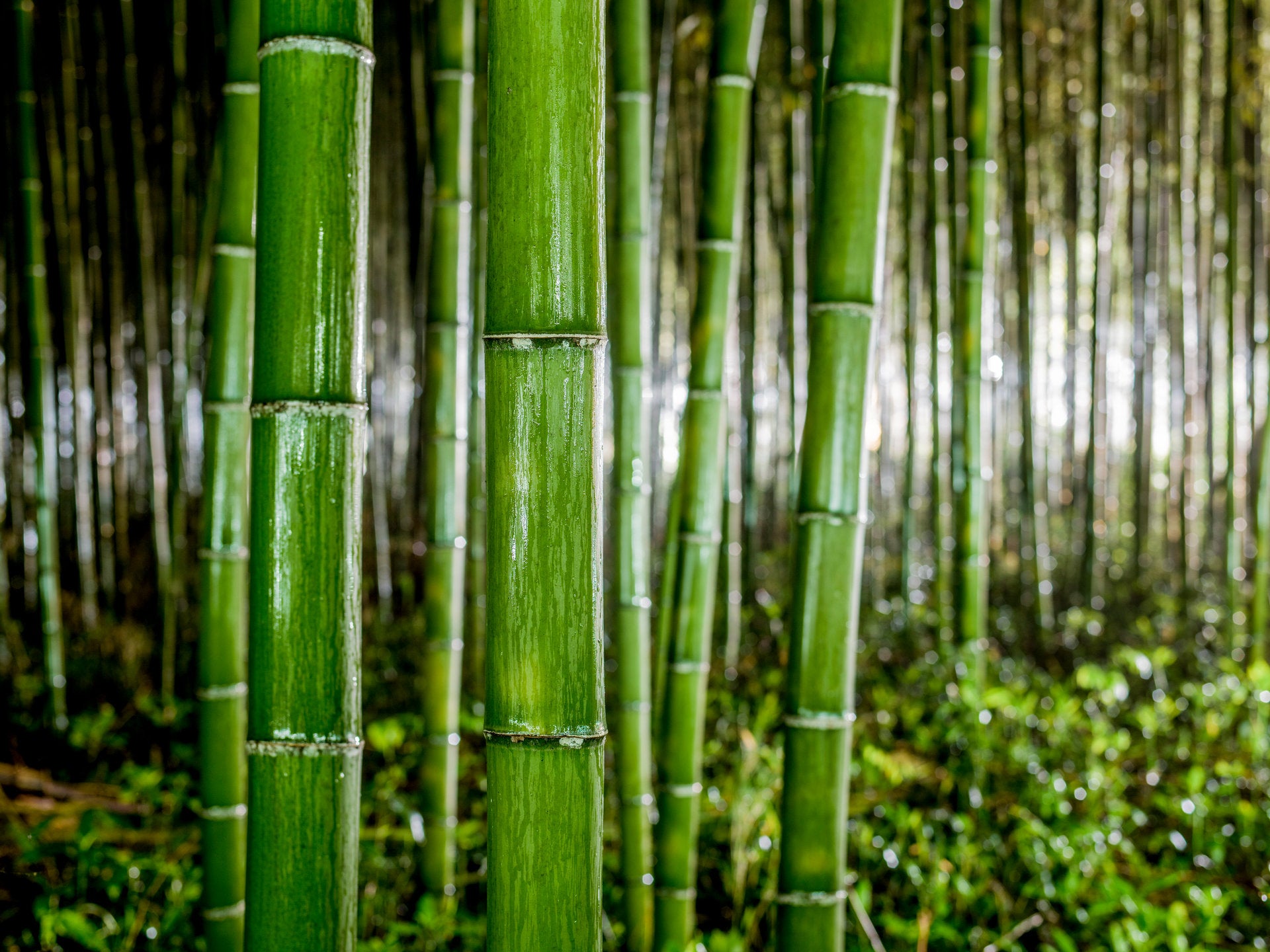 Bamboo in the Rain 2, Japan