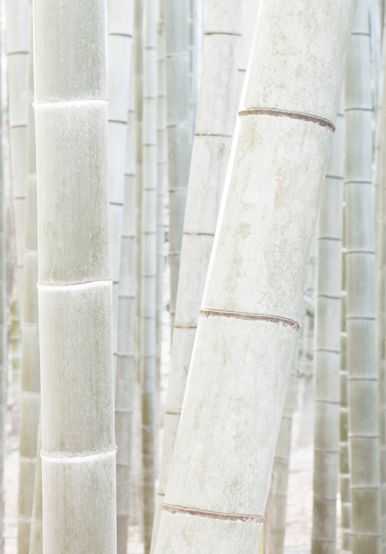 White Bamboo 5, Japan