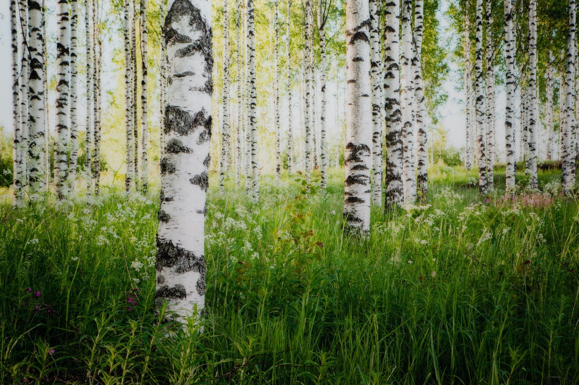 BIRKENWALD, FINNLAND