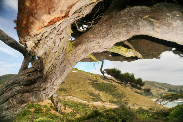 Wingsuit Tree I, Neuseeland