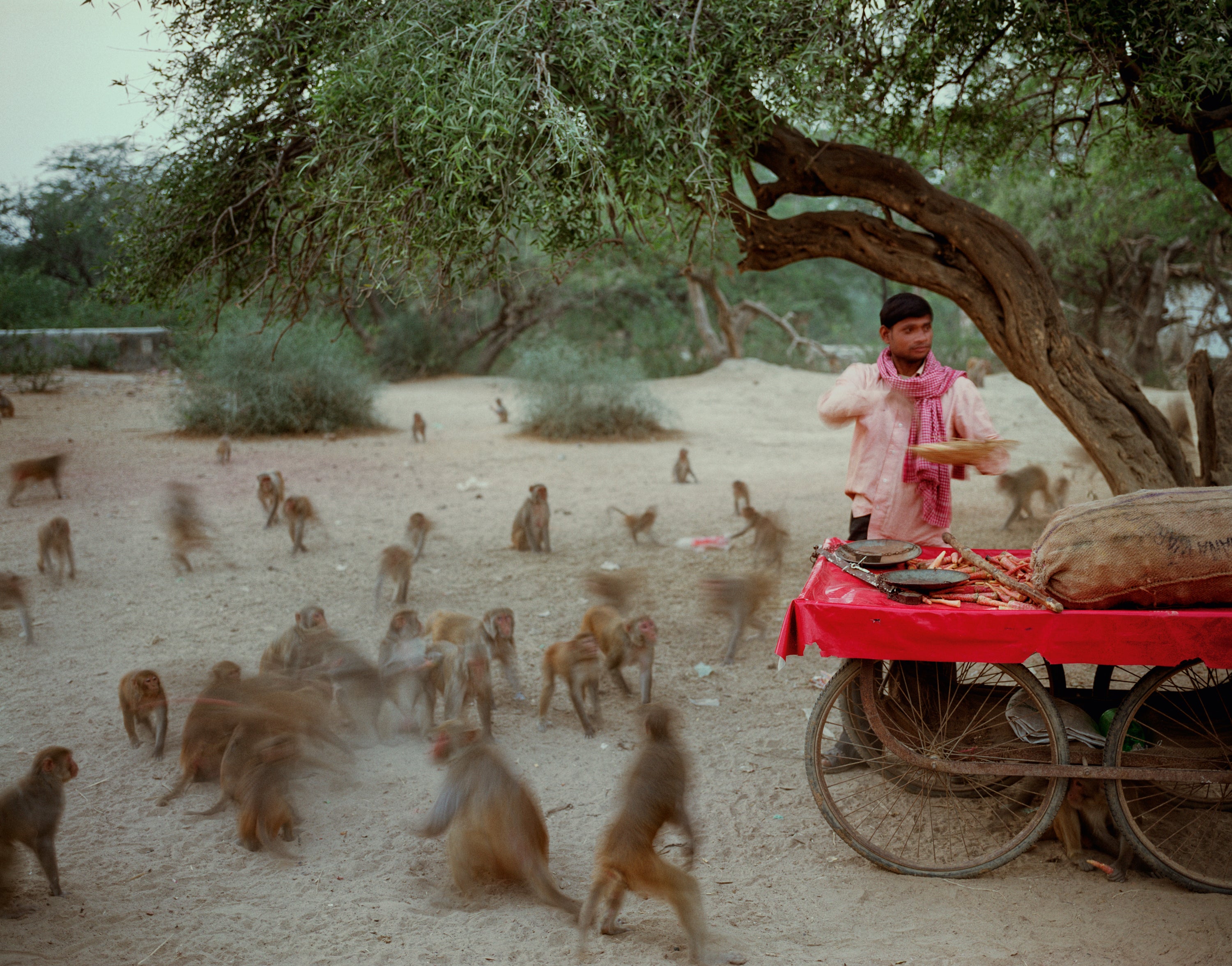 Feeding monkeys on Govardhana Hill; Uttar Pradesh #4/8