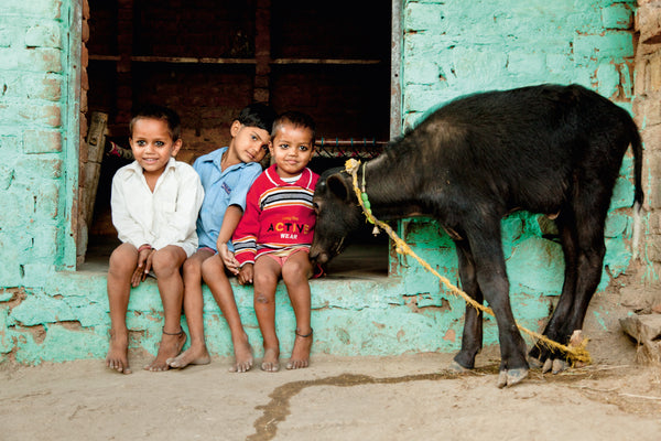 Children with a water buffalo calf in Varshana, Uttar Pradesh #2/8