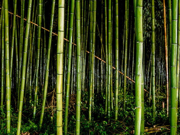 Bamboo in the Rain 1, Japan