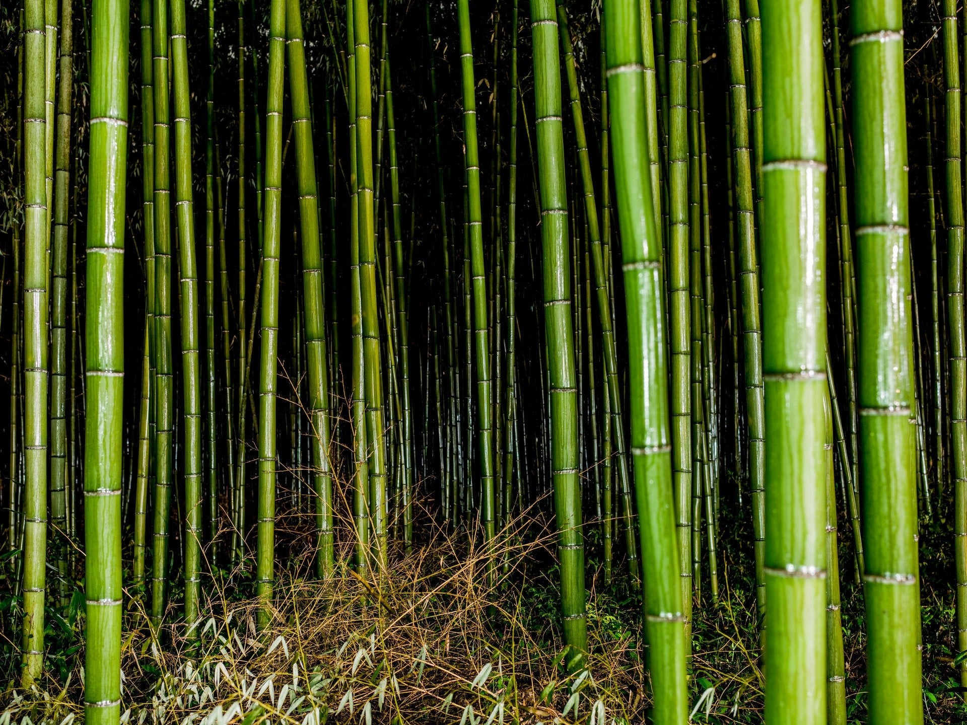 Bamboo in the Rain 3, Japan