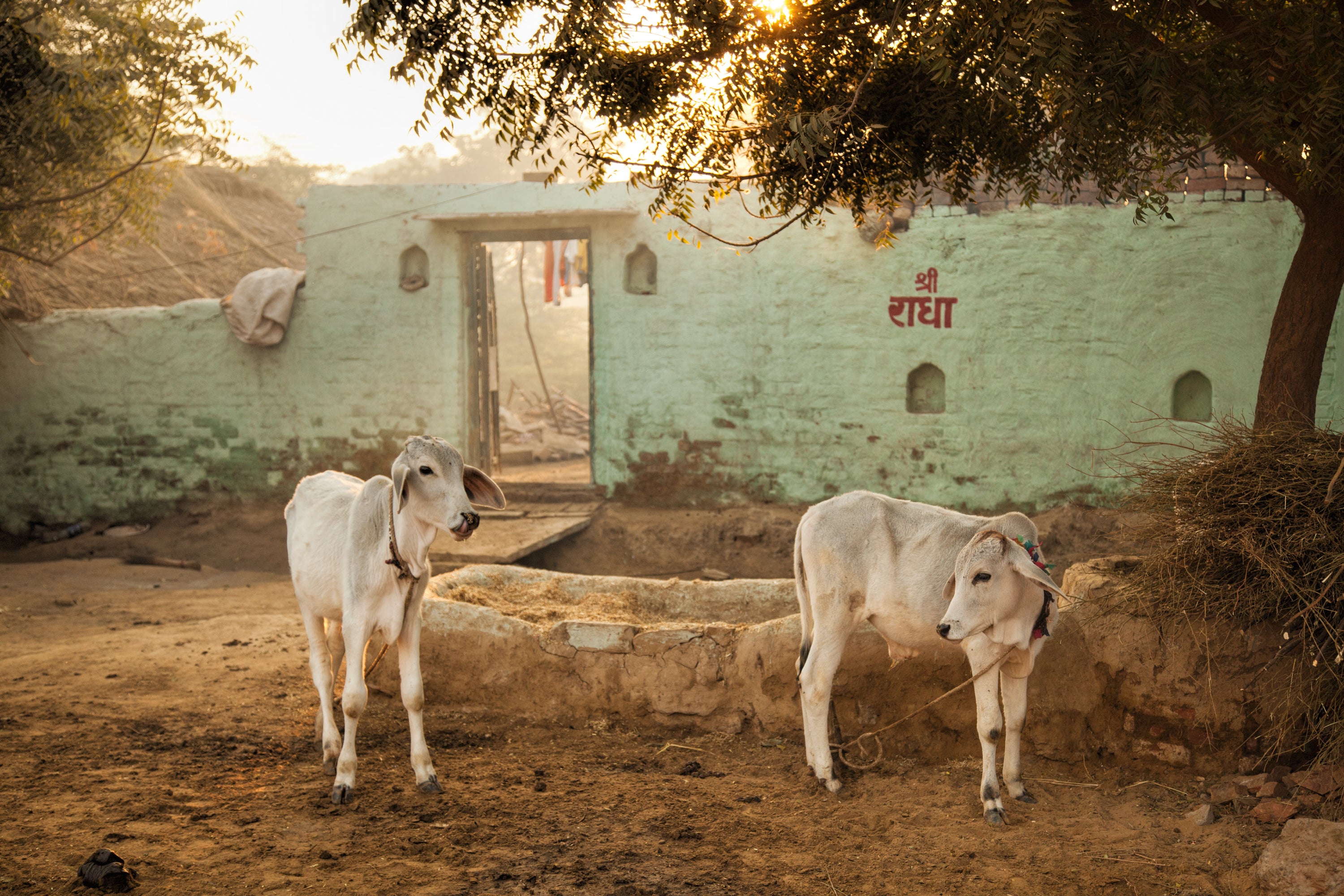 Calves in front of a wall on which can be read the sacred inscription "Shri Radha" in Sanskrit; Varshana, Uttar Pradesh #4/8